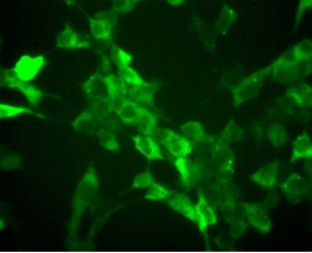 hA3G in 293T cells